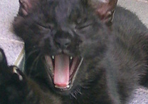 Nicolas (Niki) Nicolas (Niki)