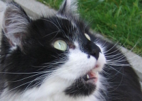 Lady Betty Lady Betty