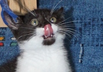 Hunor Piškot Hunor Piškot