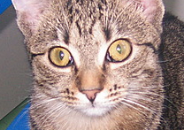 Paprička
