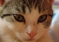 Lila