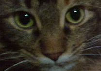 Chanelka a Olivie Chanelka a Olivie