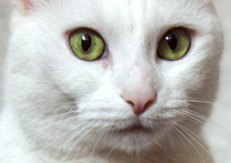 Izzie
