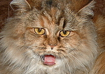 Mischel