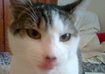 Homer