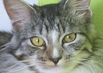 Bella
