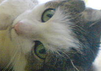 Lila Lila