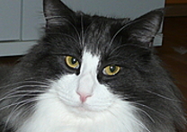 BrutEvel a Alf BrutEvel SK