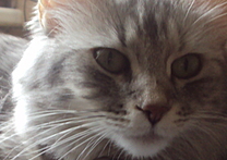 Trevisa