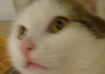 Orin Orin