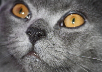 Jerry