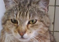 Kočička
