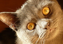 Vilko Vilko