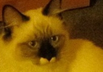 Verdi Orlitia Verdi Orlitia