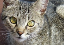 Mikešová Mikešová