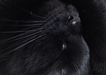 Niki