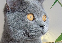 Berta