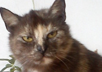 mima9637 a Najda
