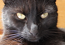 Eliška