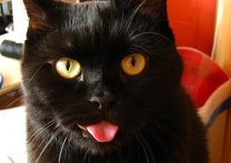 Lord Garfield Lord Garfield