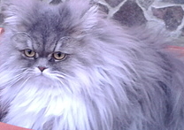 Tom Tom