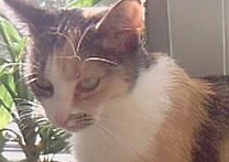 Mia