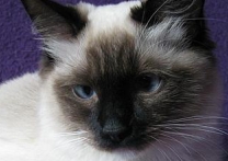 Lilli