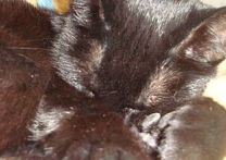 Blacky Blacky