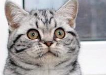 Anais DI MARMO Anais DI MARMO