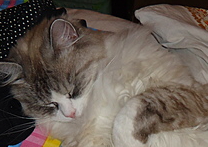 Kočka