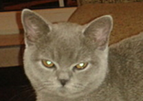 Pipi Pipi