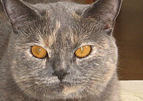 Sofie Sofie