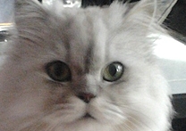 Merlin