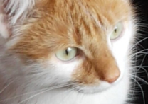 Zlatan Sanchez Filip Zlatan Sanchez Filip