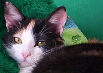 Jess a Sissi Jess a Sissi