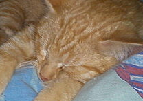 Bublíček Bublíček