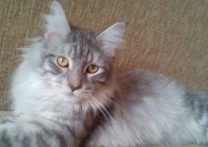 Oliver Oliver