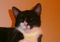 HUGO HUGO