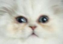 PUPI PUPI