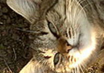 Stella Stella
