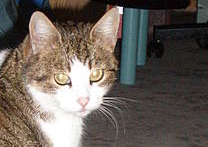 Mika