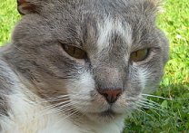 Murko