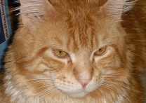 Hanibal North Beauty Hanibal North Beauty