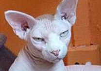 Bacardi Angel Sphynx Bacardi Angel Sphynx