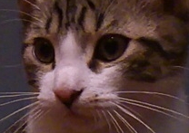 Fifinka