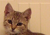 Amelia