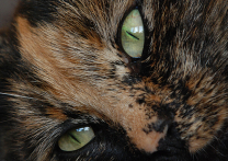 Shelka