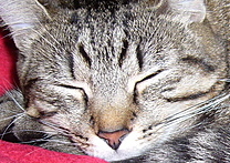 Čikinka Čikinka