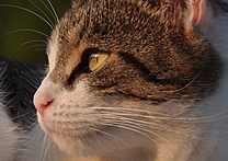 Cici Cici