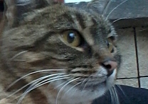 Zlatovláska Zlatovláska